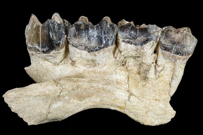 Running Rhino (Hyracodon) Jaw Section - South Dakota #113154